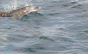 dolphin15.jpg, 16220 bytes, 2001/05/20