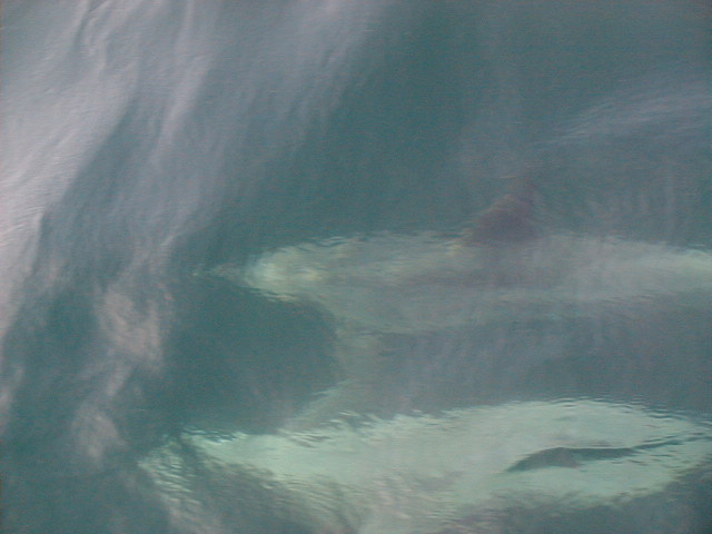 dolphin16.jpg, 59103 bytes, 1998/01/01