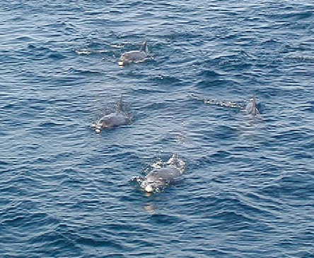dolphin2.jpg, 41505 bytes, 2001/05/20