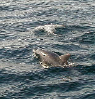dolphin3.jpg, 26470 bytes, 2001/05/20