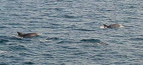 dolphin4.jpg, 29105 bytes, 2001/05/20