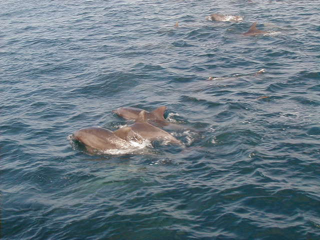 dolphin5.jpg, 63113 bytes, 1998/01/01
