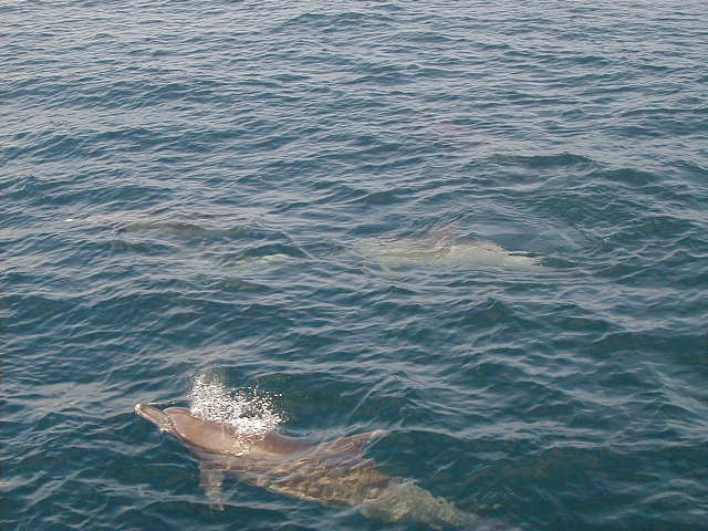 dolphin6.jpg, 62523 bytes, 1998/01/01