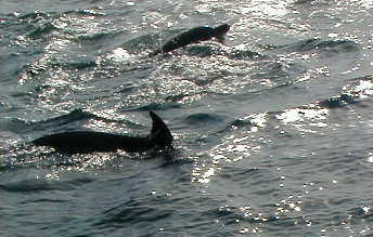 dolphin7.jpg, 24269 bytes, 2001/05/20