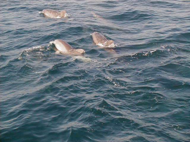 dolphin8.jpg, 62815 bytes, 1998/01/01