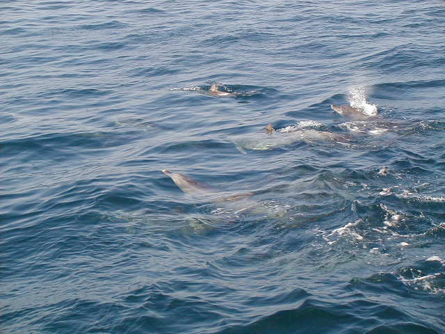 dolphin9.jpg, 61879 bytes, 1998/01/01