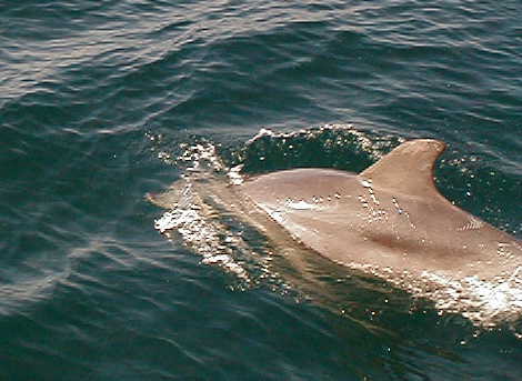 dolphin95.jpg, 30451 bytes, 2001/05/20