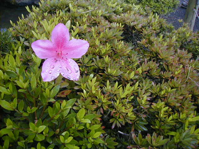 garden2.jpg, 63429 bytes, 2001/05/06