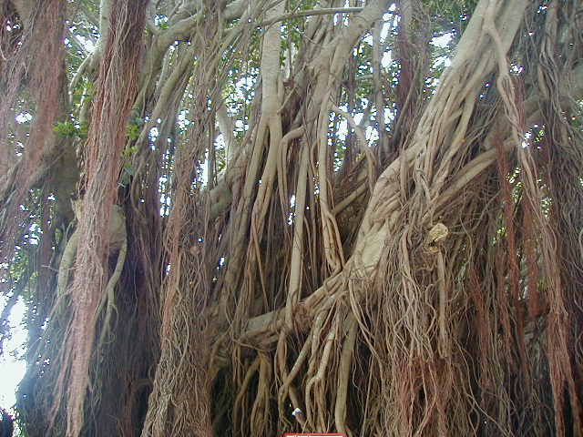 satatree8.jpg, 64031 bytes, 2001/05/05