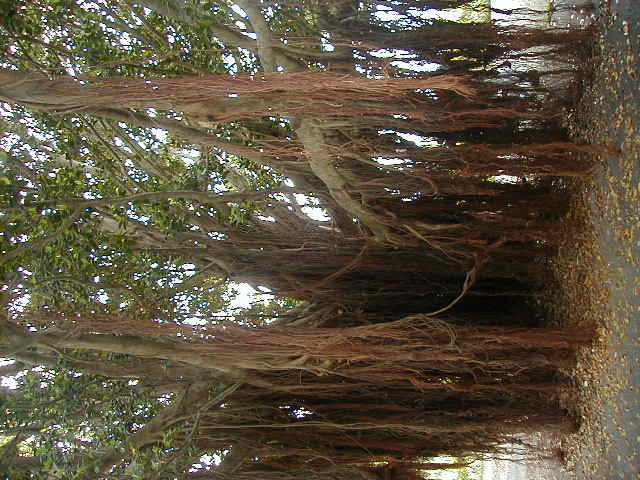 satatree9.jpg, 62932 bytes, 2001/05/05