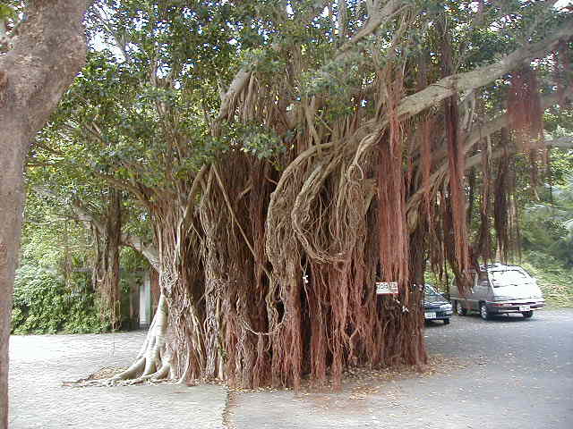 tree1.jpg, 62391 bytes, 2001/05/05