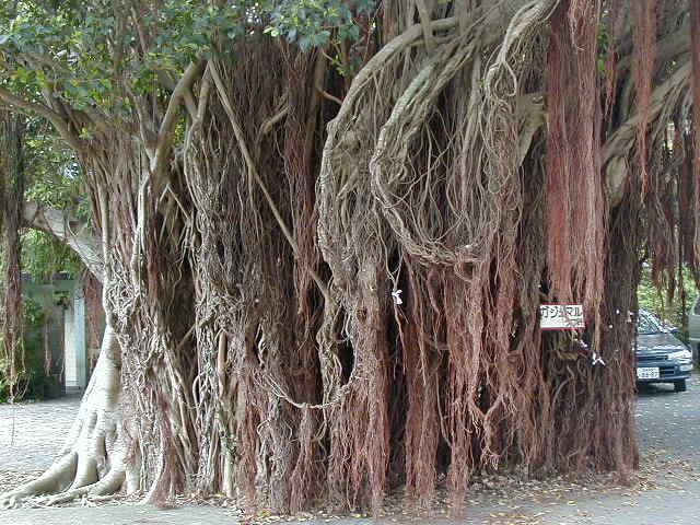 tree2.jpg, 62850 bytes, 2001/05/05