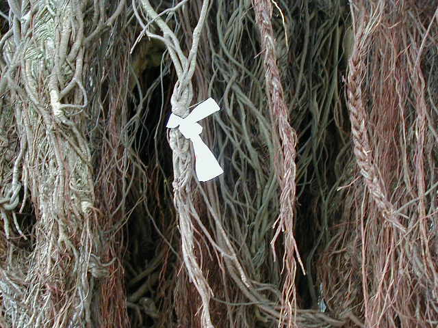 tree3.jpg, 63919 bytes, 2001/05/05