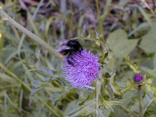 shthistle.jpg, 58010 bytes, 1998/01/01