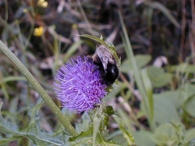 shthistle2.jpg, 57951 bytes, 1998/01/01