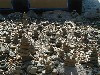 stonepiles2.jpg