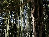 templebamboo.jpg