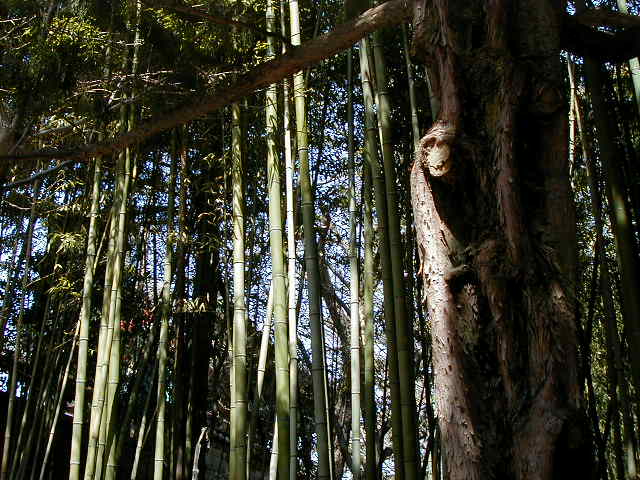 templebamboo.jpg, 63719 bytes, 1/1/1998
