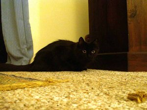 kitten_pic1.jpg
