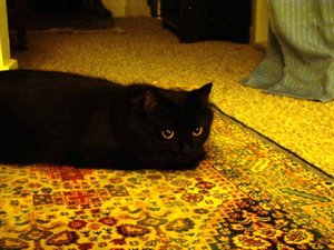 kitten_pic4.jpg
