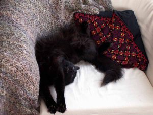 kitten_pic5.jpg