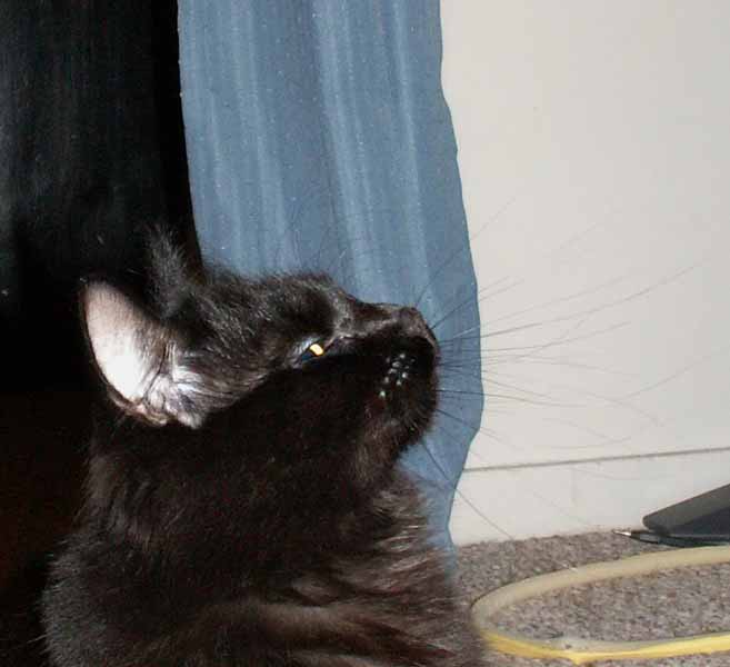 kitten_pic3.jpg, 6/28/2006, 40 kB