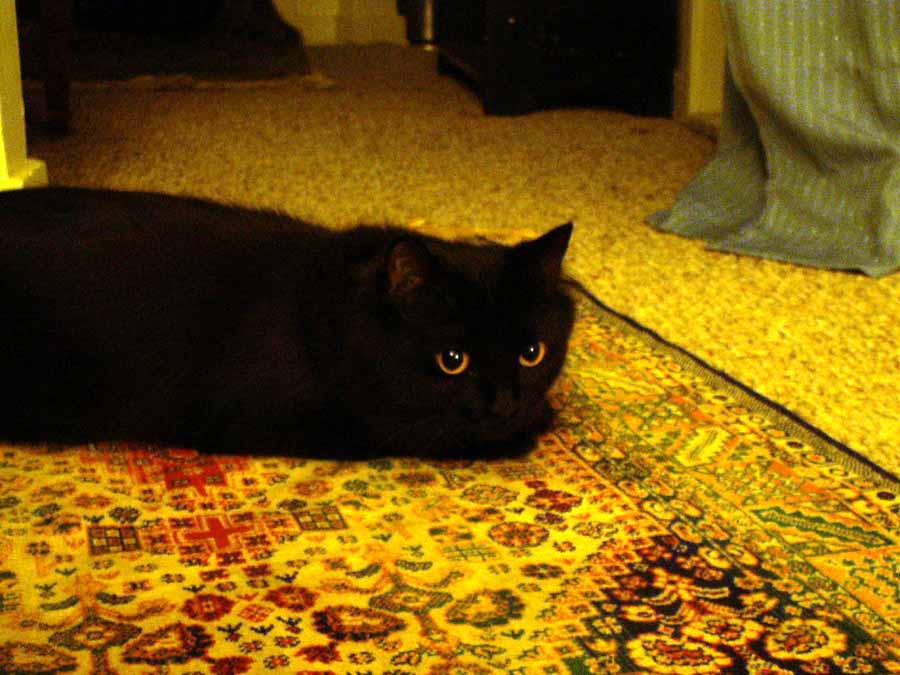 kitten_pic4.jpg, 6/28/2006, 89 kB