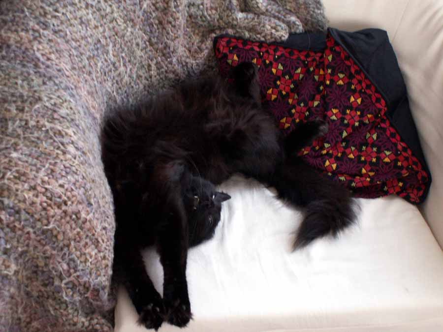 kitten_pic5.jpg, 6/28/2006, 67 kB