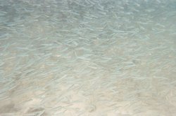 underwater (3).JPG