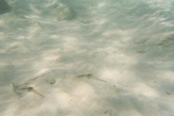 underwater (4).jpg