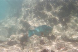 underwater (5).JPG