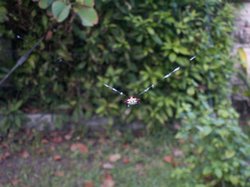 xpost_wedding (33).JPG