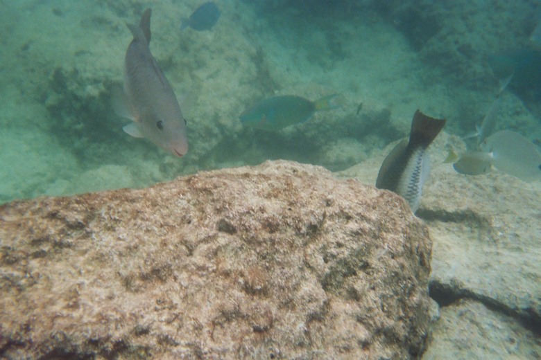 underwater (12).JPG, 106 kB