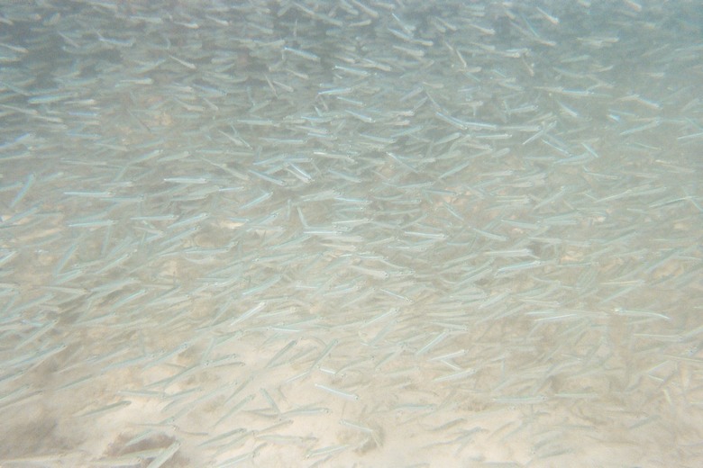 underwater (3).JPG, 89 kB