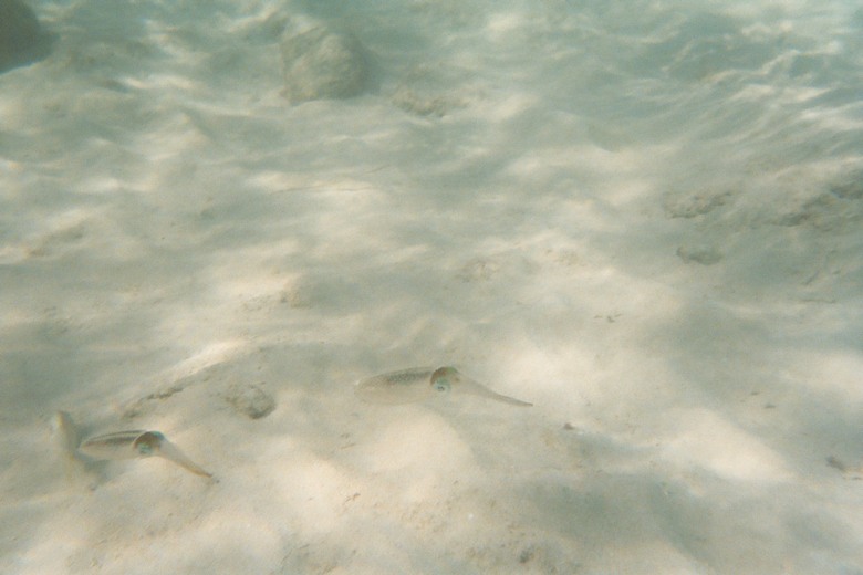 underwater (4).jpg, 69 kB