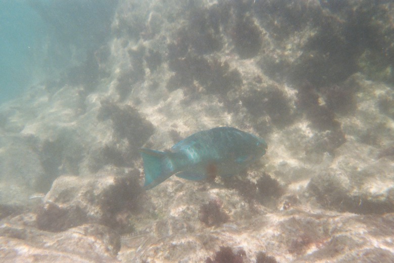 underwater (5).JPG, 86 kB