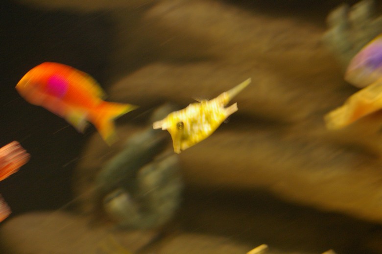IMGP1005.JPG, 55 kB