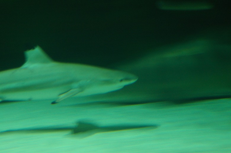IMGP1034.JPG, 52 kB