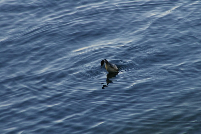 IMGP1109.JPG, 83 kB