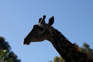 IMGP0711.JPG