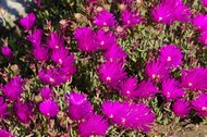 IMGP0881.JPG