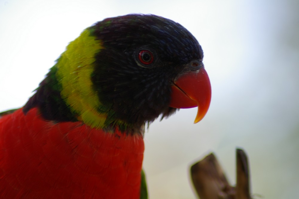 IMGP2682.JPG, 65 kB