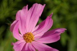 IMGP2585.JPG