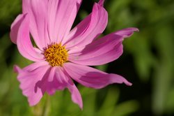 IMGP2586.JPG