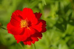 IMGP2591.JPG