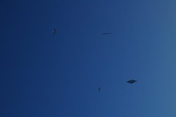 IMGP3701.JPG