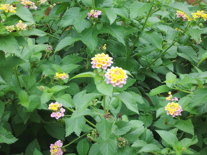 PICT0034.JPG