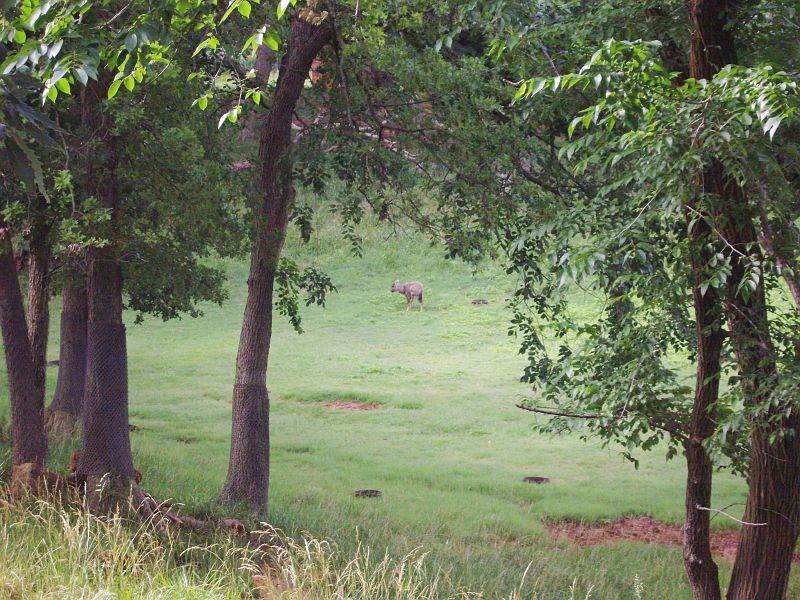 PICT0053.JPG
