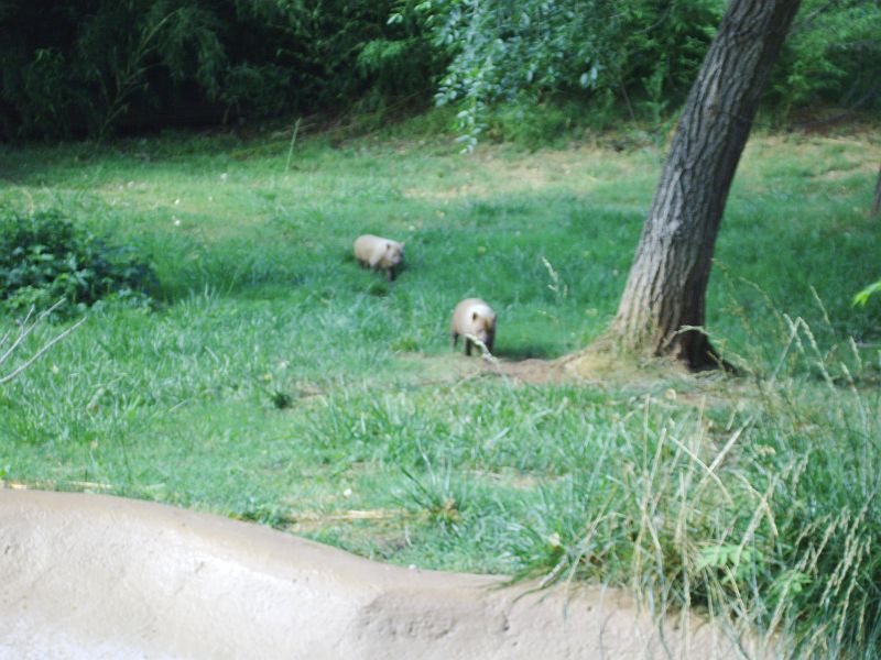 PICT0062.JPG