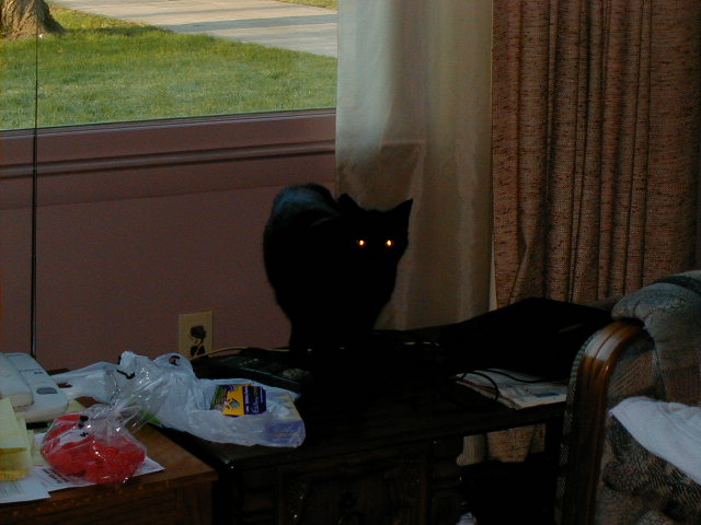 cat1.JPG, 61869 bytes, 2001/04/19